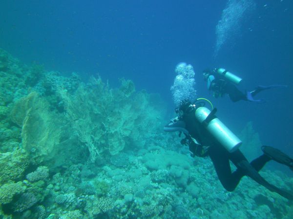 Tauchen im Roten Meer 