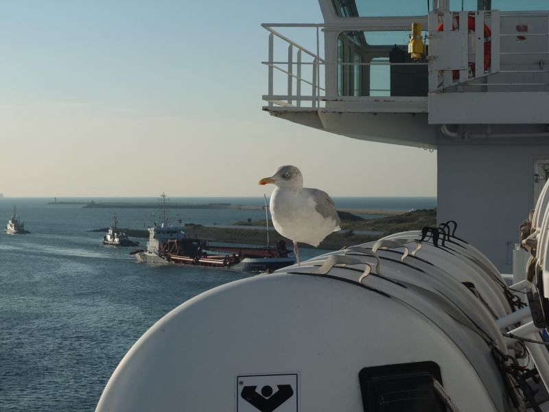 DFDS Seawys im Hafen Amsterdam 