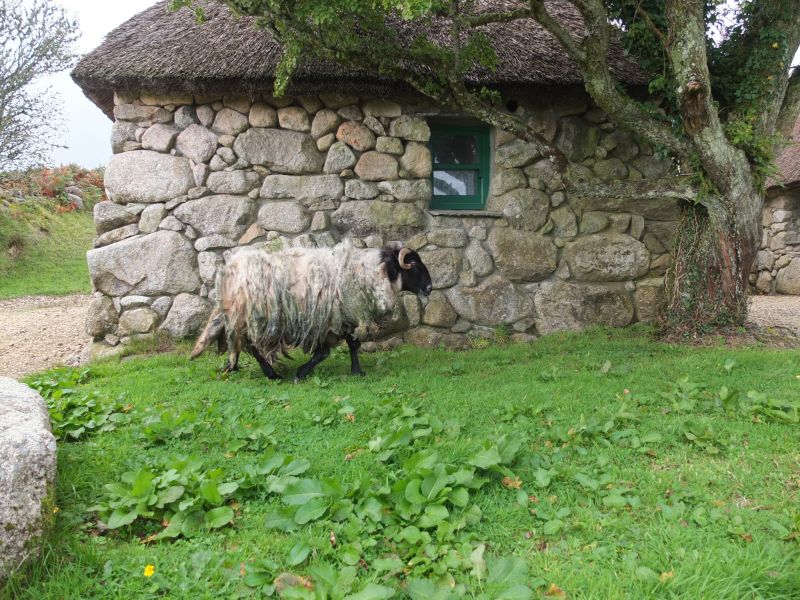 Schaf Irland
