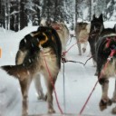 Mit dem Hundeschlitten durch Lappland