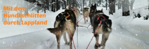 Mit dem Hundeschlitten durch Lappland