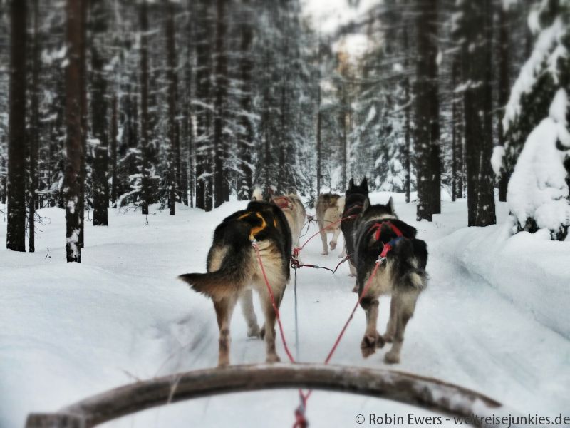 Hundeschlitten Huskies 003