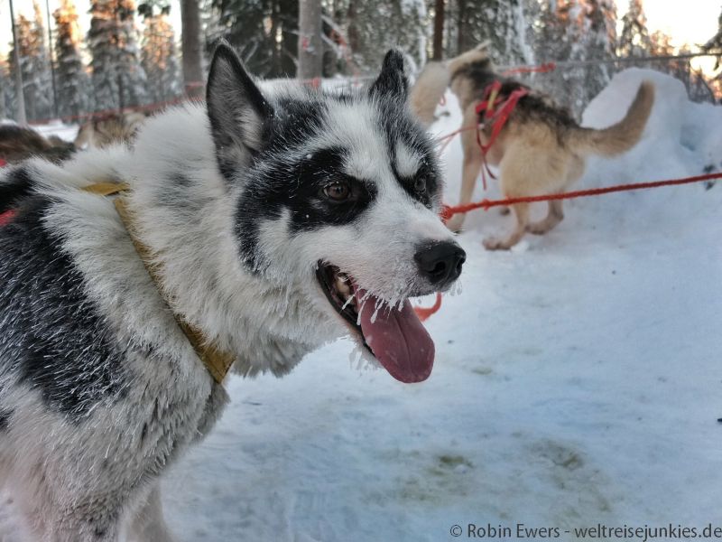 Hundeschlitten Huskies 005