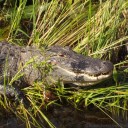 Foto der Woche – Everglades, Florida