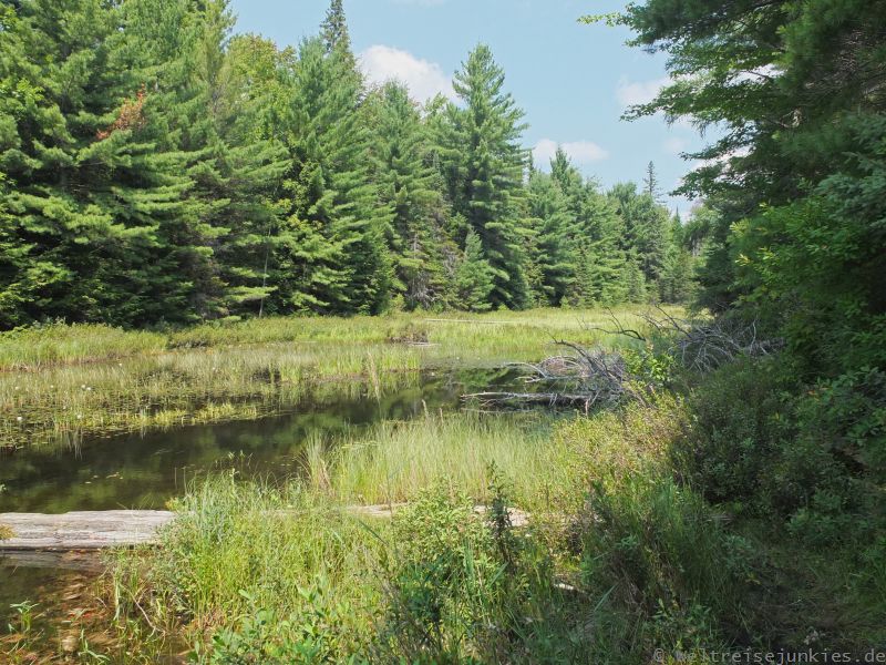 Algonquin Park 11